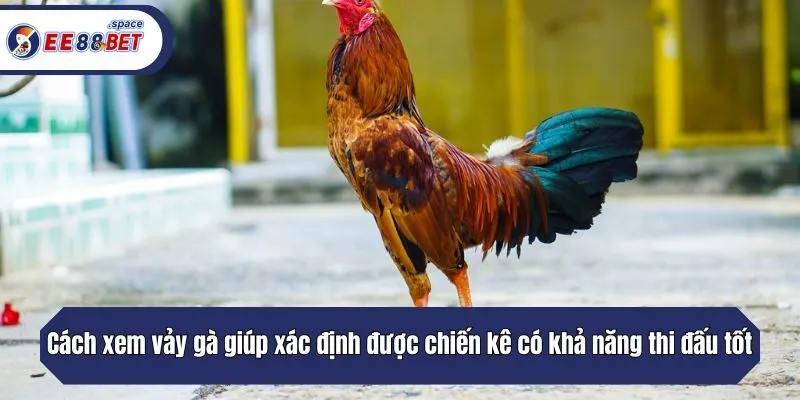 Cách xem vảy gà giúp xác định được chiến kê có khả năng thi đấu tốt