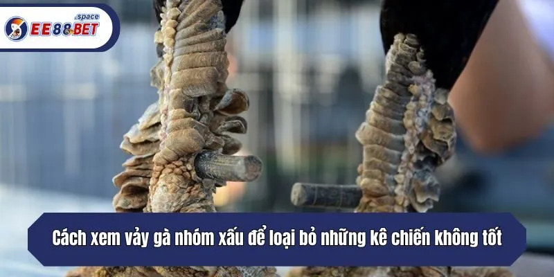 Cách xem vảy gà nhóm xấu để loại bỏ những kê chiến không tốt