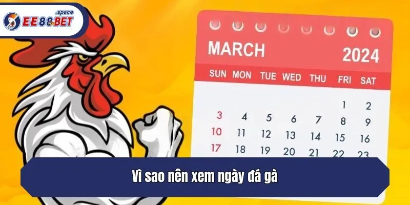 Lý do nên xem ngày đá gà