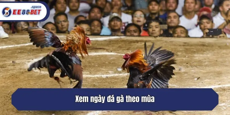 Xem ngày đá gà theo mùa